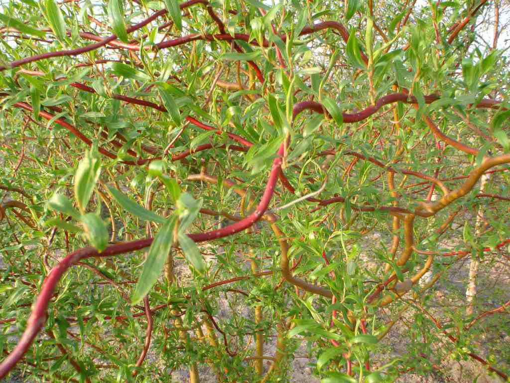 Ива спиралевидная (Salix × Erythroflexuosa)